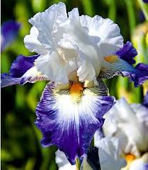 Iris Ruban Blue 3 Knollen Pflanzen Schone Blumen Lila Garten