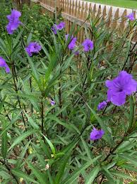 Image result for Ruellia praetermissa