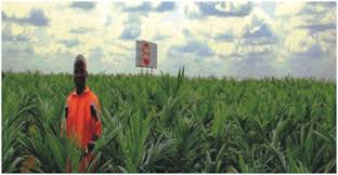 Whilst some of this biogas is used to power their plantation's operations, a lot of it is surplus, and for now is burnt via open flare. Farmlandgrab Org Strike Continues At Sime Darby