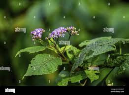 Image result for Vernonia auriculifera