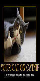 Why Do Cats Go Crazy For Catnip Cat Guides Cats Funny Cat Memes Funny Smile