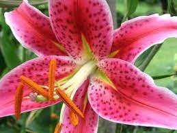 Lily flowers toxic to dogs. Stargazer Lily Is Poisonous To Pets Poisonous Plant For Pets