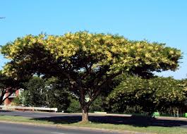 Image result for Ochna pulchra
