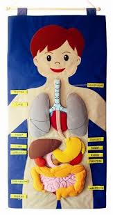 Felt Human Body Wall Chart Homeschooling Learning Human