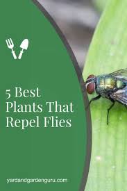 It not only keeps the flies away, it keeps everybody away. 5 Best Plants That Repel Flies