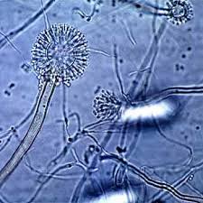 Aspergillus ingår i familjen trichocomaceae, ordningen eurotiales, klassen eurotiomycetes, divisionen sporsäckssvampar och riket svampar. Aspergillus Flavus Department Of Environmental Health Safety Dehs