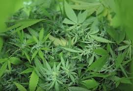 Nuestro mejor consejo para ti es: Cuantas Plantas De Marihuana Puedo Tener En Casa