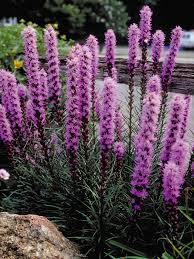 A comprehensive health care strategy. Liatris Kobold Bluestone Perennials