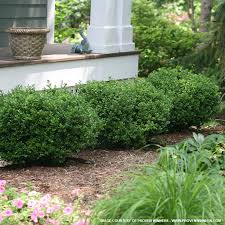 Plant it near the center of the pot, surrounded by smaller plants and those. Green Velvet Boxwood For Sale At The Grass Pad