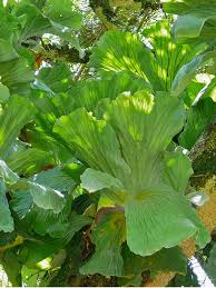 Image result for Platycerium elephantotis