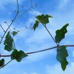 Image result for Commicarpus helenae