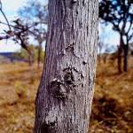 Image result for Piliostigma thonningii