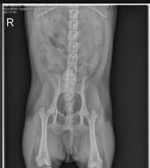 2100 valley view ln, suite #490, farmers branch tx 75234 | p: How Much Does A Dog X Ray Cost Dog Discoveries