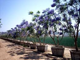 Image result for Jacaranda mimosifolia