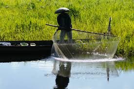 Sawahpadi #softfrog #curadok memancing dalam sawah padi ni cabaran dia bila softfrog kerap. Jenis Alat Penangkap Ikan Indonesia Velasco Indonesia