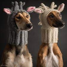 Nicht Zu Andern Es Wird Winter Dog Hat Crochet Dog Hat Funny Animal Pictures
