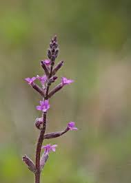 Image result for Buchnera affinis