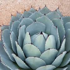 Image result for Agave