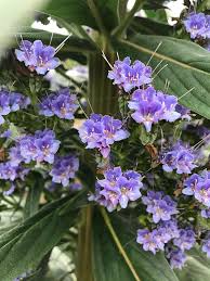 Image result for Echium