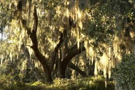 The bark of the weeping willow tree contains salicylic acid, which if ingested is toxic to animals but not humans. Rotting Willows