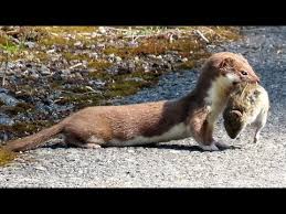 Malen je to i spretan uređaj dometa oko 20 metara koje se lako instalira i trebao bi djelovati preventivno. 613 Lasice Kolcava Least Weasel Mauswiesel Laska Belette D Europe Lasica Pospolita Youtube