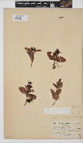 Image result for Satyrium buchananii