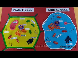 Can find at walmart, target, a.c. Plant Cell Model Mp3 Mp4 Indir Dur