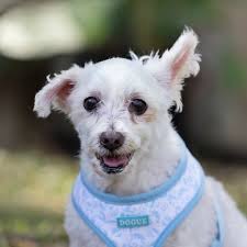 Animal Welfare League Queensland