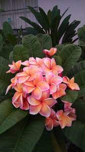 Plumeria 39 Hawaii Flowers Plumeria Flowers Amazing Flowers