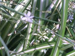 Image result for Chlorophytum pubiflorum