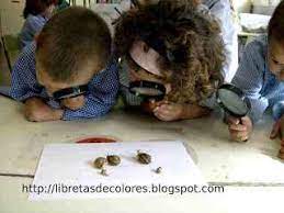 Enseñanza en este nivel se centra en la búsqueda exploración y experimentación con sonidos, imágenes, movimientos, que implican el empleo de diversos materiales e instrumentos; La Importancia De La Observacion Y De La Experimentacion En El Trabajo Del Aula Actividades Infantil