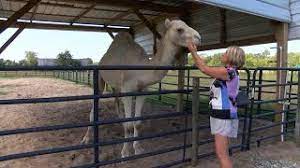 Well, when he sat down, she was underneath him. Woman Bites Camel S Testicle After It Sits On Her At Truck Stop Youtube