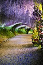 kawachi fuji gardens kitakyushu japan 来自谷谷的沿途风景的图片分享 堆糖 kitakyushu tree tunnel wisteria