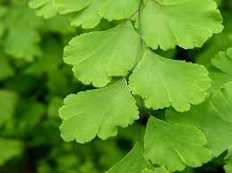 Image result for Adiantum capillus-veneris