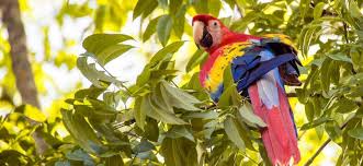 The south american rainforest is the most exstinced rainforest in the world. 11 Amazing Rainforest Animals Rainforest Alliance