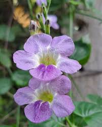 Image result for Asystasia gangetica