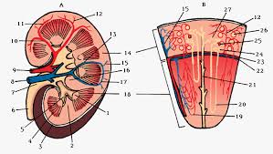 Blood enters into the kidney via the renal artery, which then splits up to form the interlobar arteries. Renal Papilla Dote Anatomy Topics