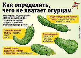 сад огород своими руками огурцы от а до я Sazhayu Ogurcy Po Metodu Belorusskoj Tyotushki Proshloj Vesnoj My Ezdili K Rodstvennikam V Belorussiyu I Privezli Ottuda Sposob Sadovodstvo Ovoshnoj Ogorod Ogorod