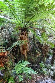 Image result for Cyathea manniana