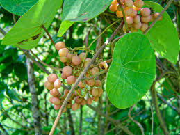 Image result for Stephania abyssinica