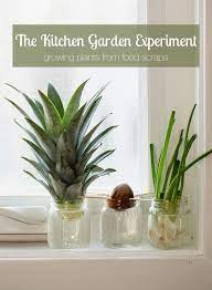 The Kitchen Experiment Garden Growing Plants From Food Scraps Modern Parents Messy Kids Gardening For Kids Plants Growing Plants