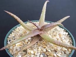 Bunga kembang lidah buaya aloevera berbunga lidah buaya berbunga. 7 Jenis Aloe Vera Yang Harus Kamu Tahu