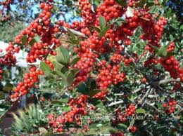 Click on images of samaras, seed pods, fruits, berries, cones and nuts to enlarge. Winter Berries