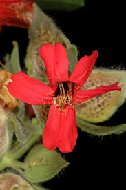 Image result for Petalidium englerianum