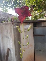 Image result for Kigelia africana