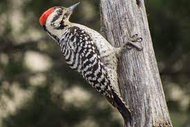You probably notice different types of woodpeckers while visiting your yard now and then. Gallery Of North American Woodpeckers