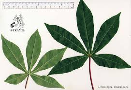 Image result for Manihot esculenta