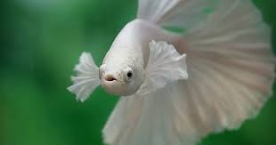 Elephant ear betta is also known as dumbo bettas. Pin By April Van Scherpe On Fish Tank Betta Betta Fish Betta Fish Care