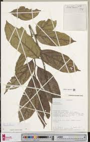 Image result for Orthopichonia seretii