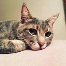 10 Aylik Kisir Erkek Kedi Tum Asilari Tamam Asi Karnesi Mevcut Kedi Sahiplendirme Ucretsiz Kedi Sahiplendirme